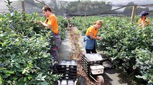 NFU seeking confirmation that seasonal workers scheme will continue into 2025 - credit: HortWeek